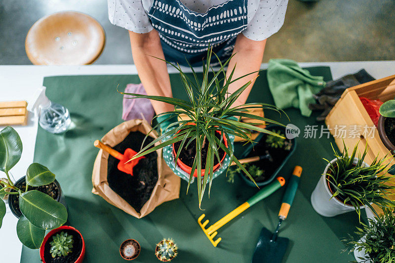 一名妇女正在给室内植物重新盆栽