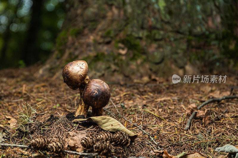 森林地面上罕见的昂贵的日本松茸