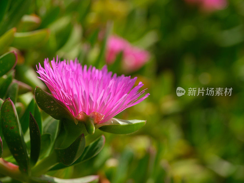 霍屯督无花果-也被称为霍屯督无花果，冰植物，公路冰植物，猪脸，酸无花果