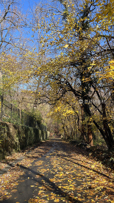 树叶在地面岩石溪公园华盛顿特区