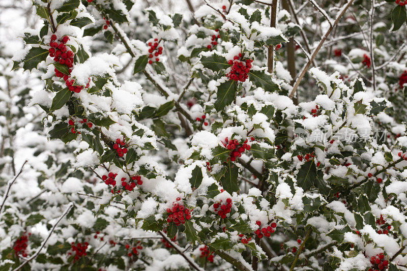 冬青-冬青在雪中的冬季图案