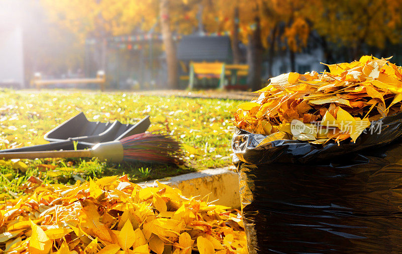 秋天的黄叶被明亮的阳光照亮，收集在一个袋子里。院子里的季节性工作。清洁工的工作。黑色垃圾袋。特写镜头。