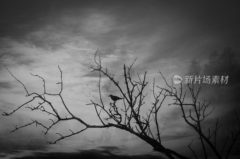 冬天树上的乌鸦