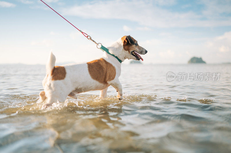 有趣的狗散步在海滩上享受冒险在夏天与他的主人