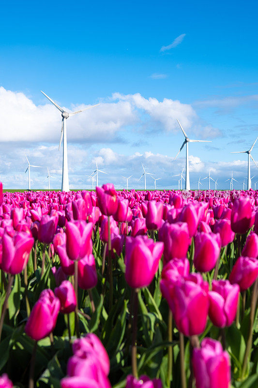 一大片粉红色的郁金香在风中优雅地摇曳，背景是标志性的荷兰风车涡轮机，景色如画