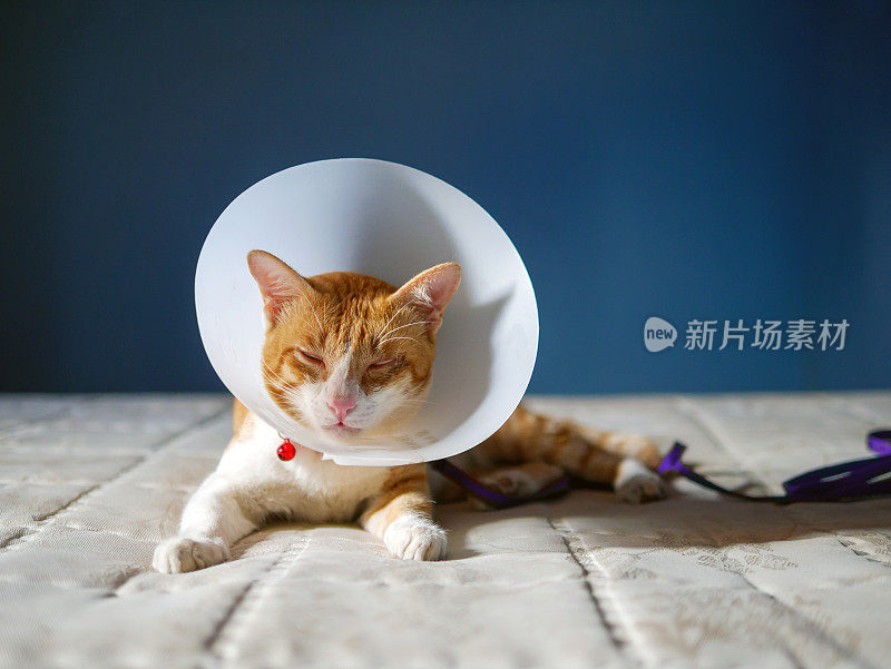 生病的橙色猫在房间里用伊丽莎白式的塑料项圈或锥形项圈防止他抓眼睛，可爱的猫戴着保护性的塑料项圈