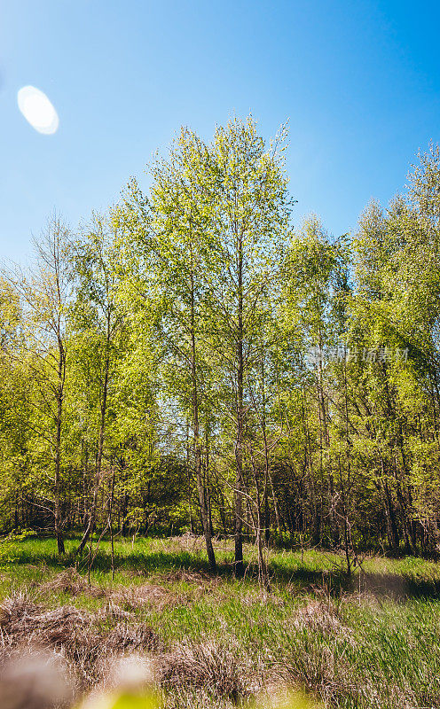 在一个阳光明媚的日子里，白桦树的树梢映衬着蓝天。春天。白桦树林。日志的概念。生长迅速的植物。副本的空间。森林景观。郁郁葱葱的花冠，绿油油的叶子。垂直图