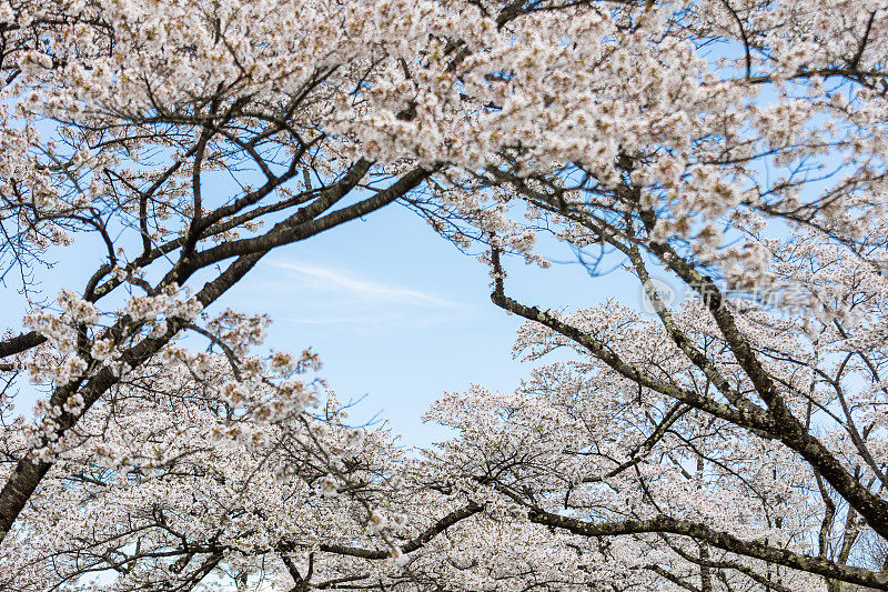 透过樱花树的花朵，看到蔚蓝晴朗的天空