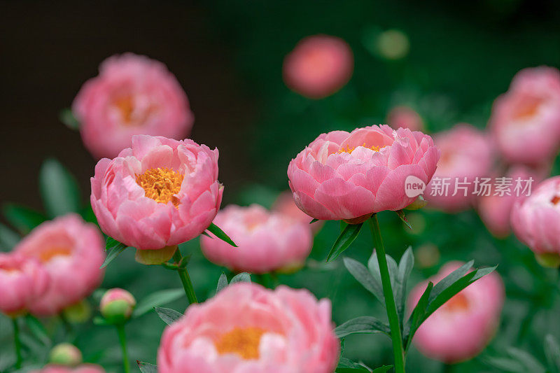 美丽的珊瑚粉色牡丹花盛开在花园里。夏季自然花朵的背景。