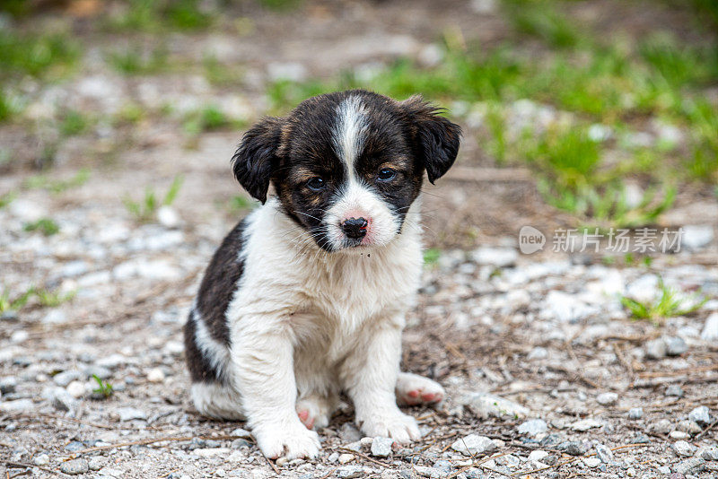 英国史宾格犬幼犬