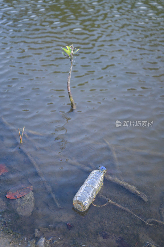 红树林苗木中的瓶子废弃物