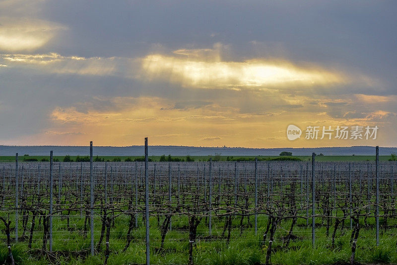 初春的年轻葡萄园。现代葡萄种植技术。太阳的光线穿透了厚厚的云层。有选择性的重点。