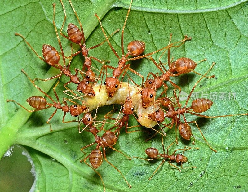 蚂蚁携虫入巢——动物行为。
