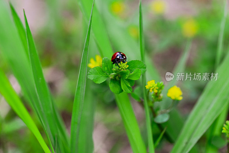 瓢虫在野草上