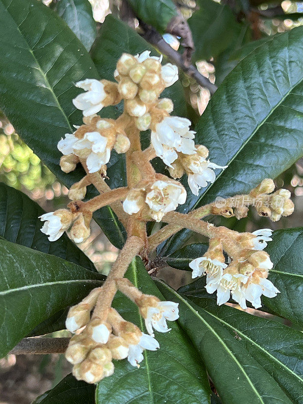 开花的枇杷树