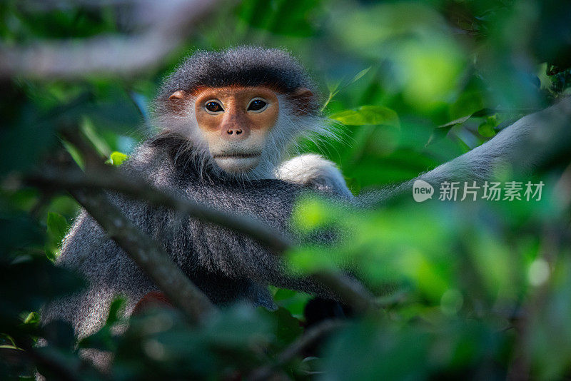 松特拉半岛上的叶猴