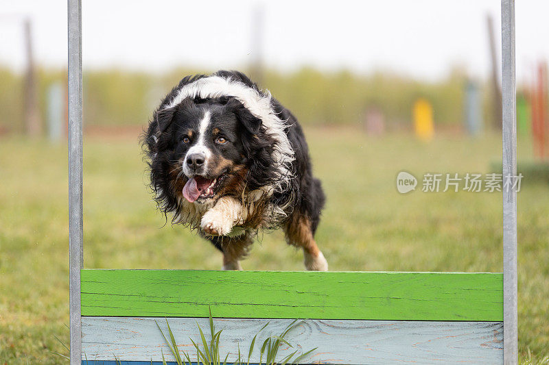 澳大利亚牧羊犬跳过训练场上的障碍