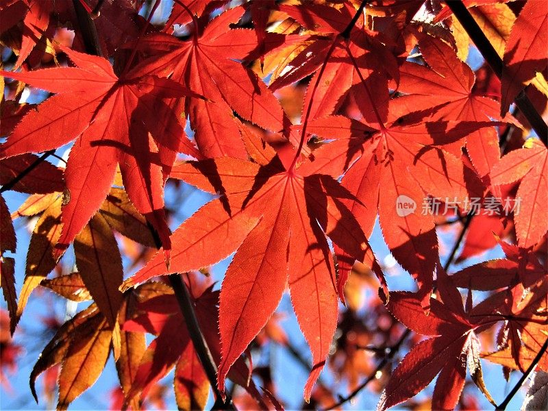 日本。12月。枫叶。Photoimpressionism。