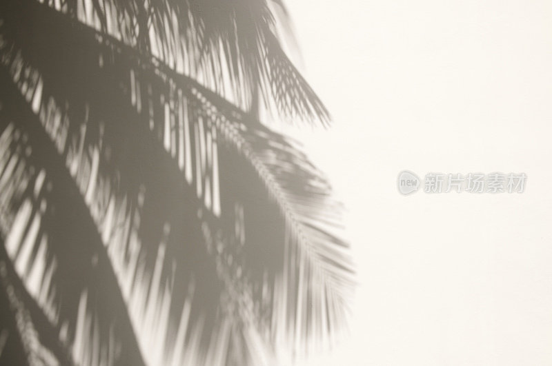 白墙上棕榈树的影子