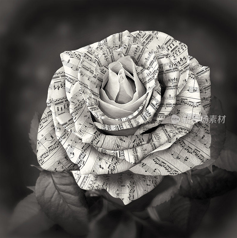 美丽的黑白玫瑰，花瓣上有音符