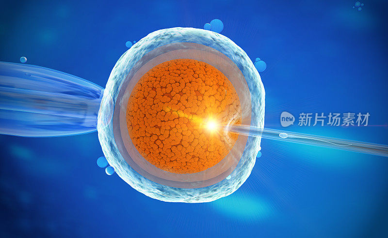 体外受精人类卵细胞的体外受精