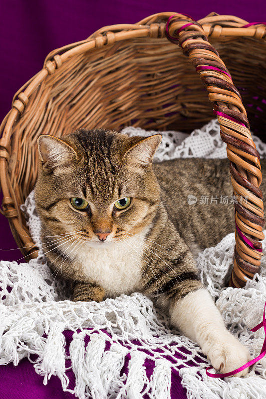 一只斑纹猫躺在一个戴着白色面纱的篮子里。紫色的