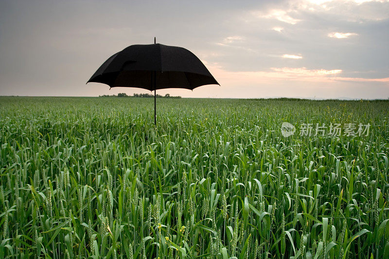 小麦和着伞