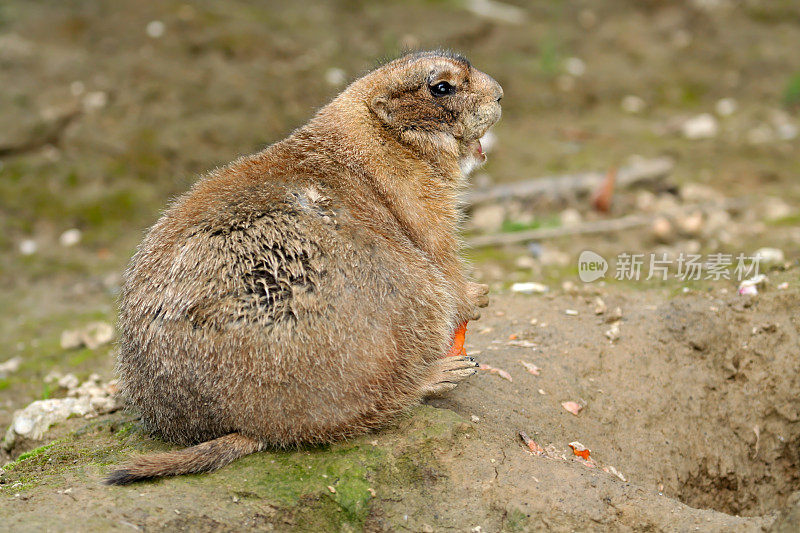 黑尾草原犬鼠