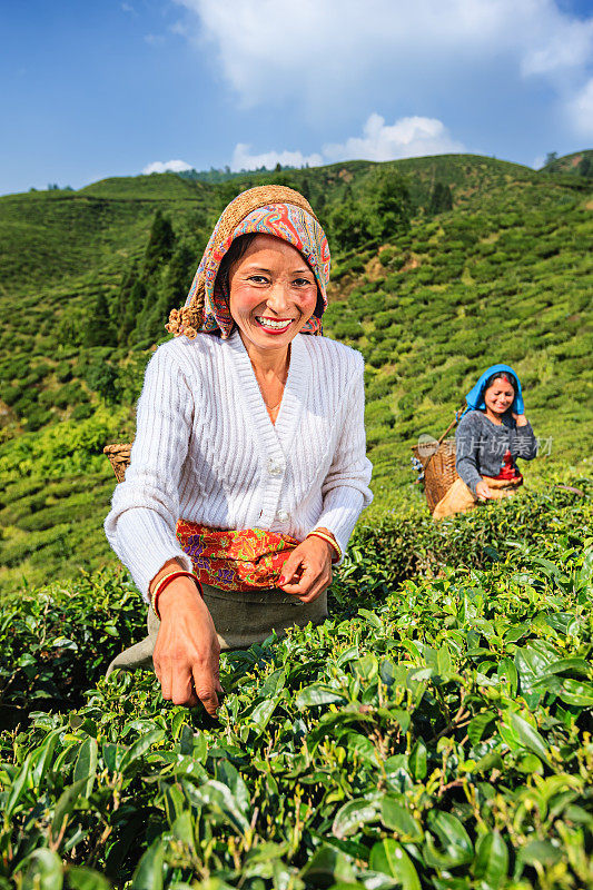 印度大吉岭，印度采摘者在采摘茶叶