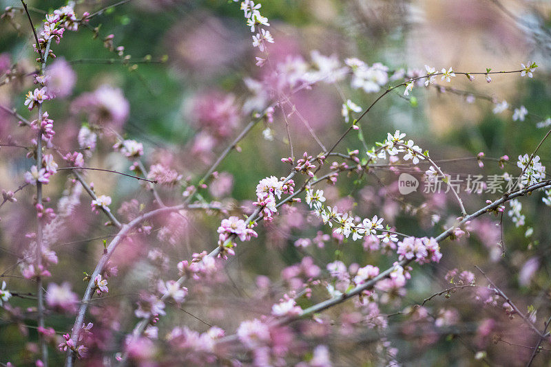 草地上的花