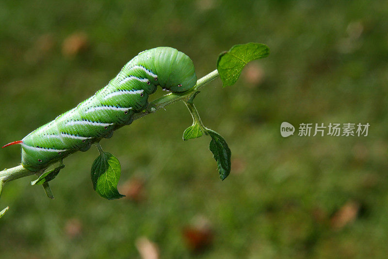 可怕的番茄角虫:讨厌的花园害虫