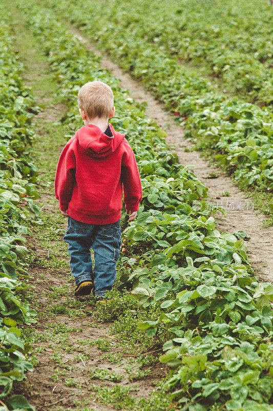 男孩在田里摘草莓