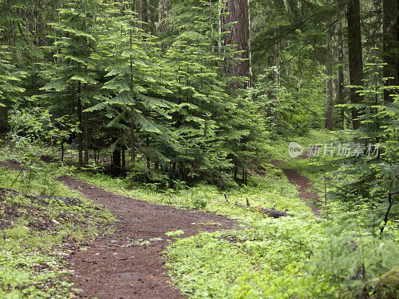 森林徒步小径连接西部俄勒冈山