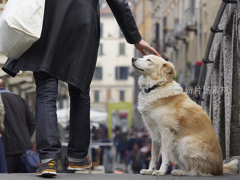 Straty狗。彩色图像