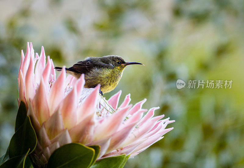 孔雀石太阳鸟在protea花上
