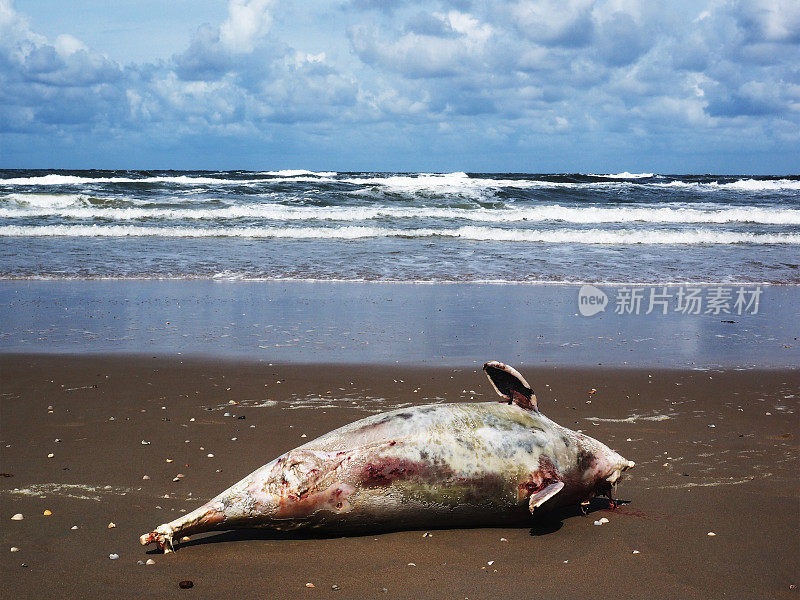 死去的海豹,特塞尔绵羊