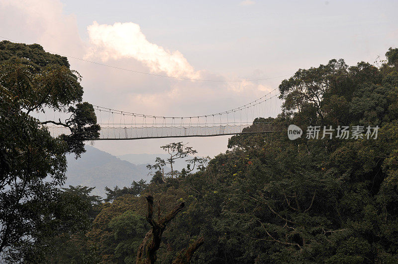 卢旺达:nyungwe雨棚步道