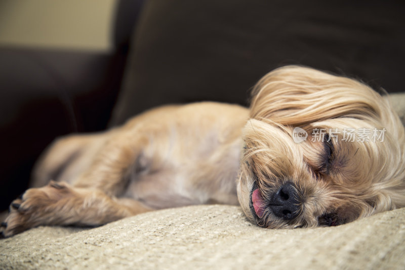 可爱的睡觉狗伸出舌头