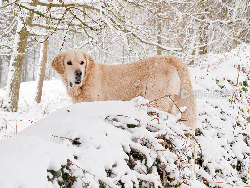 雪地里的寻回犬