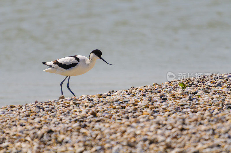 脚Avocet