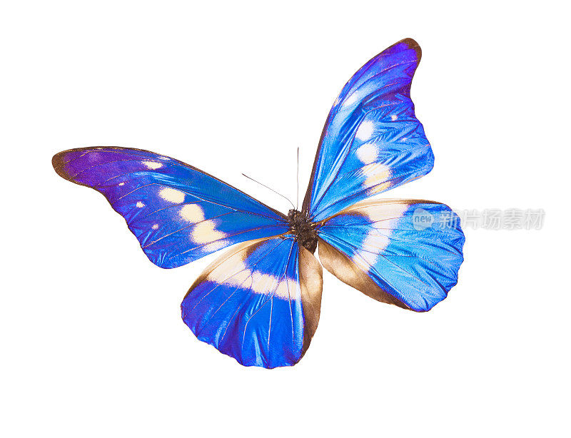 蓝色大闪蝶海伦娜-翅膀扁平