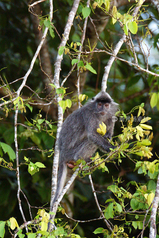 银色Lutung