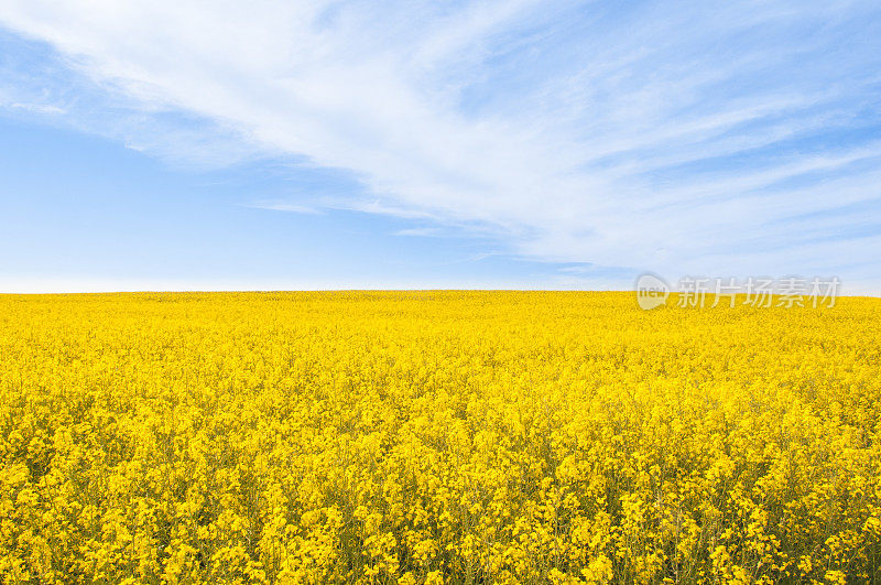 春色鲜艳，夏季景色明黄油菜花景观