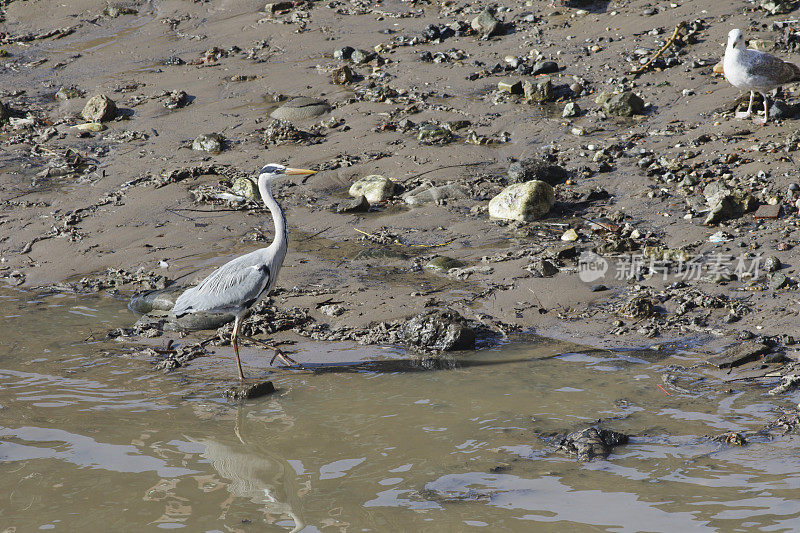 灰鹭在泰晤士河泥泞的边缘涉水