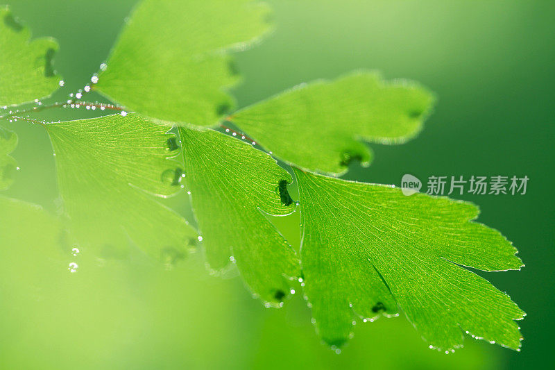 绿蕨叶背景