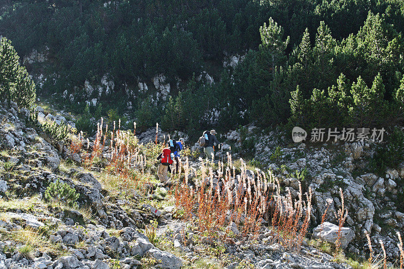 金色草地上的徒步旅行者