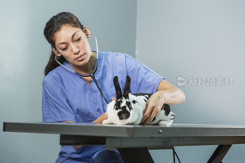 女兽医检查兔子