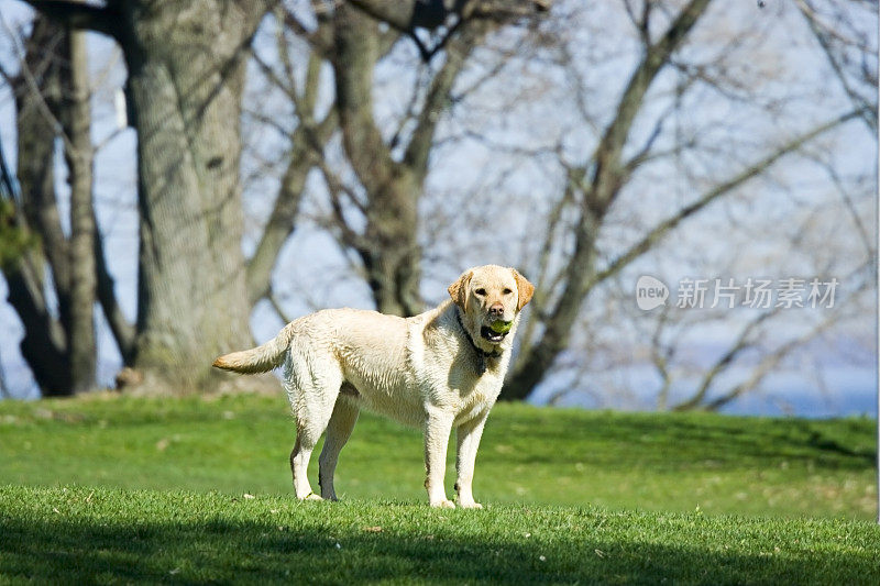 拉布拉多寻回犬