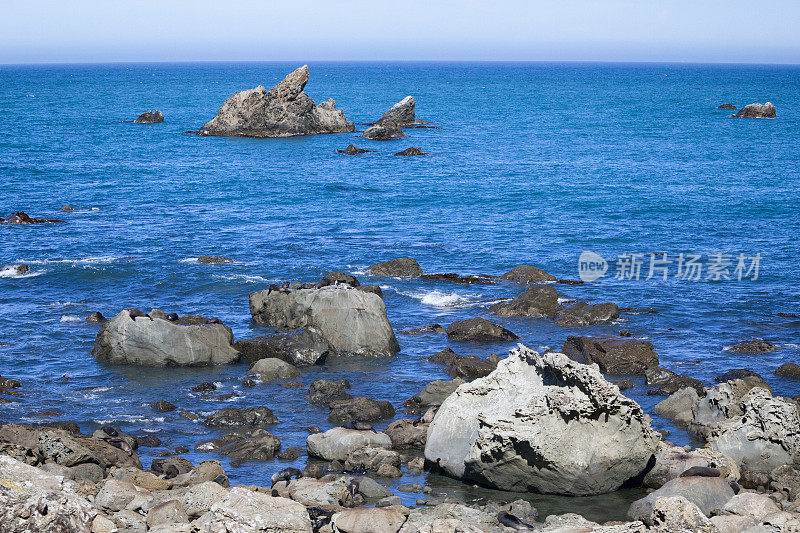 新西兰南岛太平洋沿岸的海豹