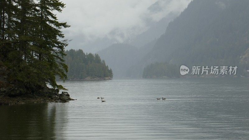 不列颠哥伦比亚多雾的太平洋海岸